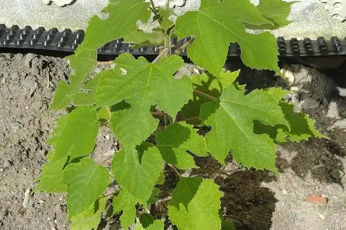 夏天用#构树叶煮水喝好处多多 - 抖音