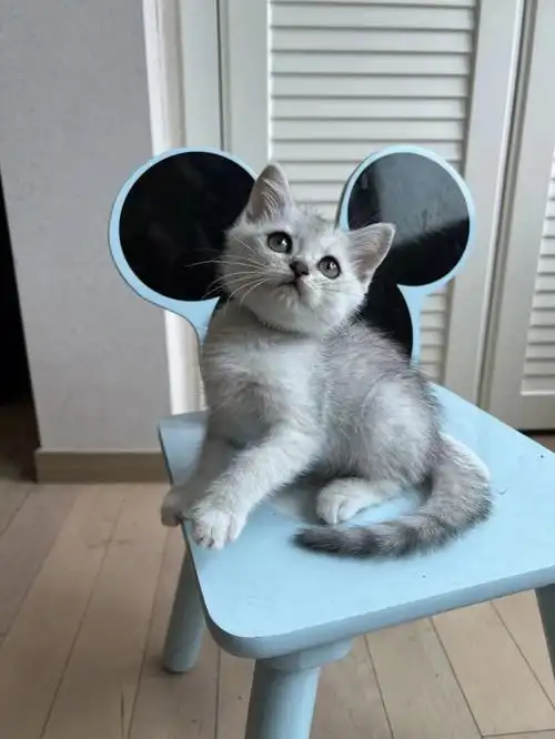 养猫英短银渐层有偿领养