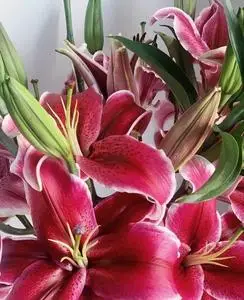 复古紫红色狐尾百合香水百合