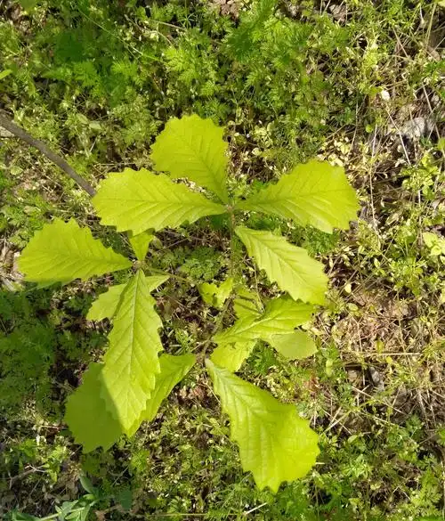 三叶对生,边缘有大锯齿,是什么植物