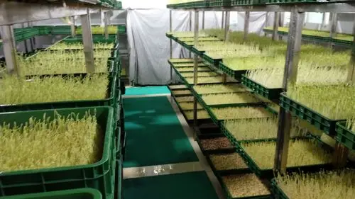 郝家庄乡农技站北京考察芽苗菜生产技术