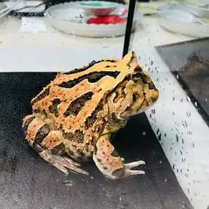 红蝴蝶角蛙 母蝴蝶角蛙 活泼健康 超大体型 繁殖佳品 去年冬