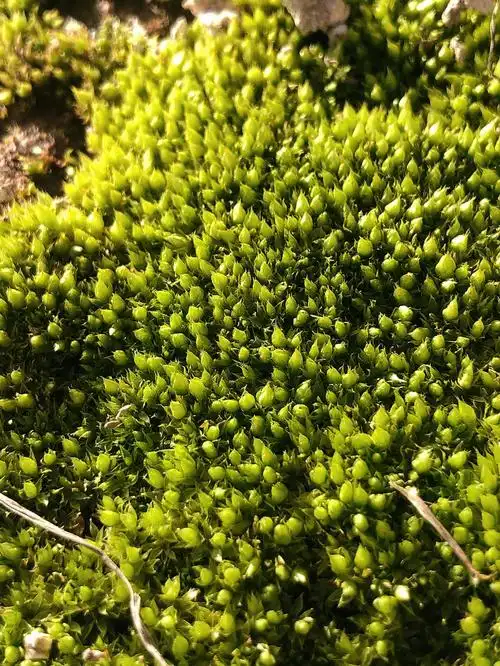 密恐密恐快走开苔藓爱好者快进来