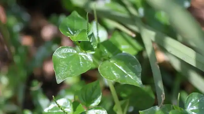 英菜的基生叶倒卵状椭圆形,一回或二回羽状全裂或浅裂,裂片少数有锯齿