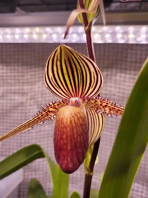 国王兜兰开花了好大一朵