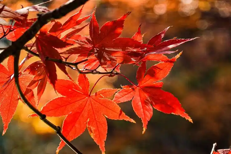 红红枫叶.黄黄秋景