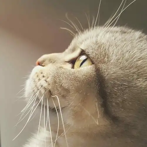 可爱猫咪的侧脸桌面壁纸