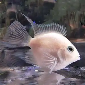 血鹦鹉鱼苗小型