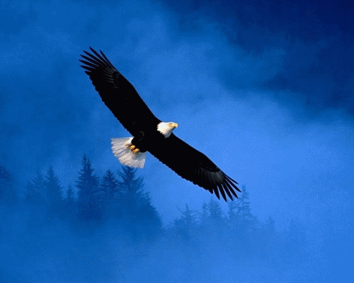 500_400gif 动态图 动图