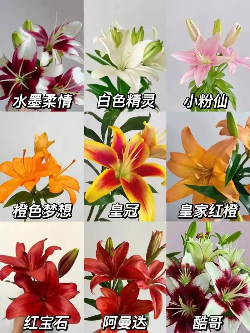 百合品种图鉴|没有香味的亚百合品种系列一 喜欢百合,但对味道敏感