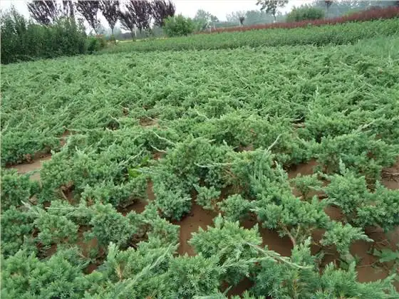 地柏树苗什么地方多?