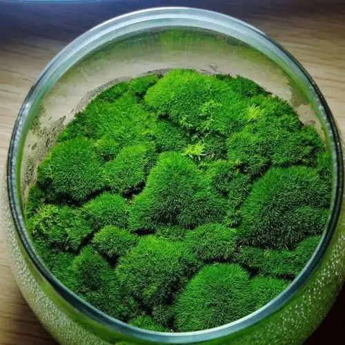 苔藓盆景作品欣赏