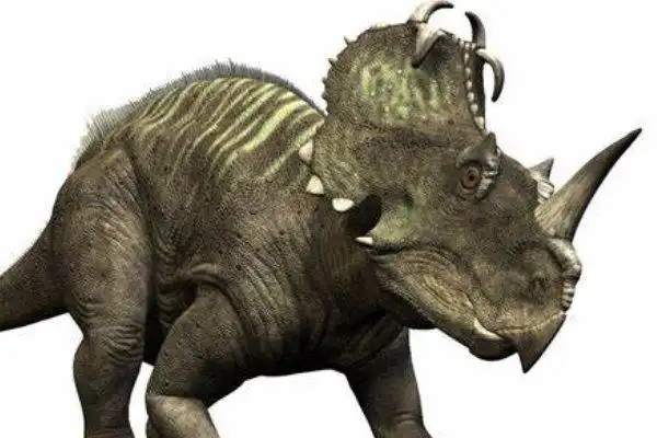 尖角龙北美大型角龙类体长68米鼻角向前弯曲