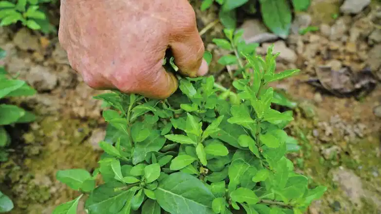 重庆:"养生菜"枸杞芽20元/斤 "科技 "助力乡村振兴