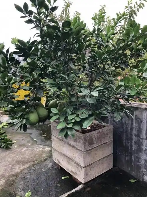 论坛 69 ≡南方果树区≡ 69 柚子论坛 69 楼顶盆栽第三年的柚子