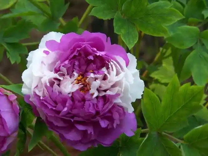 六,酒醉杨妃酒醉杨妃是牡丹名贵品种,开粉紫色花,盛开顶部为粉红色.