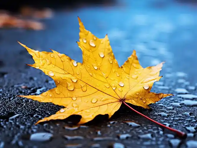 立秋秋天雨后掉落在地面上的树叶枫叶落叶特写风景