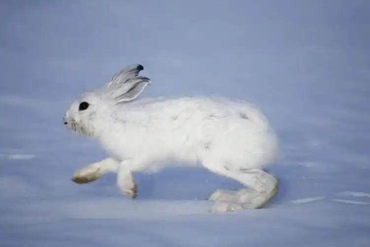 跑,横图,室外,白天,侧面,锻炼,运动,雪,大雪,哺乳动物,阴影,光线,兔子