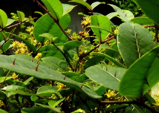 农地里的"蛇见怕"植物,叶子带刺会扎人,全草入药还能治烫伤