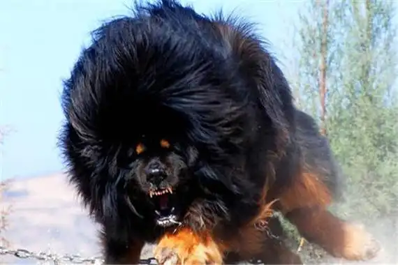 藏獒vs老虎(绝对真实):老虎更强(单只战斗力悬殊)_探秘志