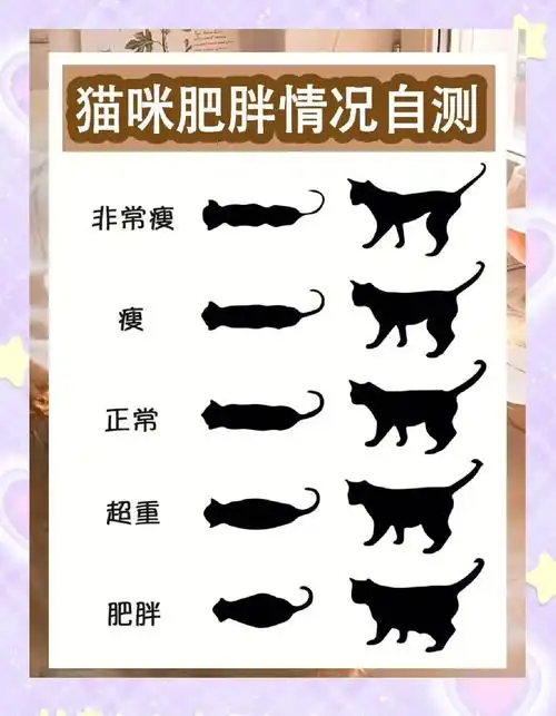 猫咪肥胖自测:你家猫主子超重了吗?