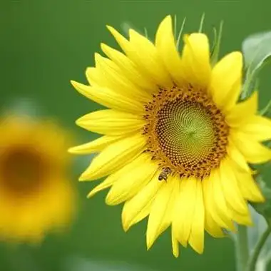 搞笑搞笑的父女俩头像父女头像两人用搞笑大妈头像老土搞笑图片易烊