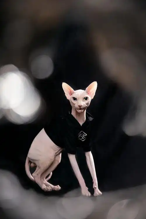 斯芬克斯无毛猫这样太酷了吧手感柔软简直了爱了爱了