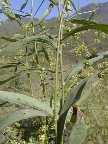 是伞形科柴胡属多年生草本植物.