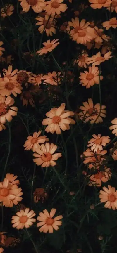 壁纸ins 可爱 港风