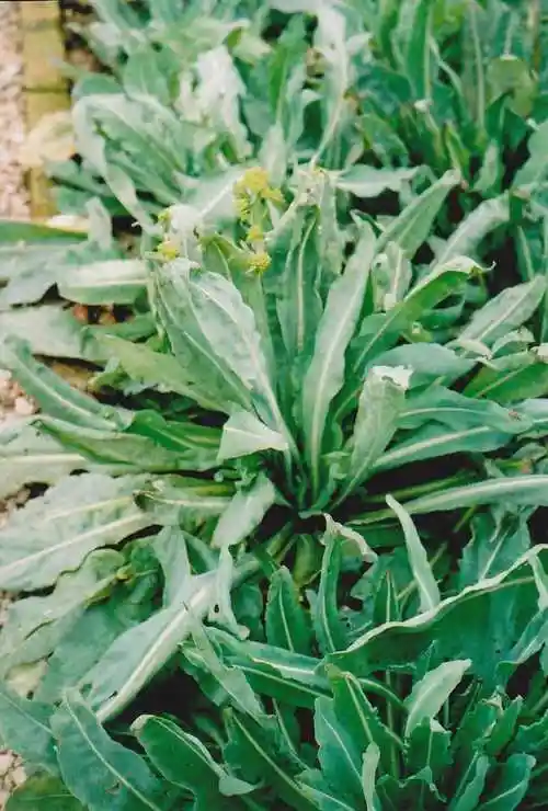 板兰根粥治疗热伤风 防止热伤风有哪些食疗方