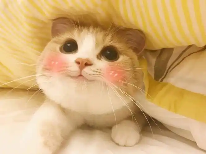 超级可爱的表情包