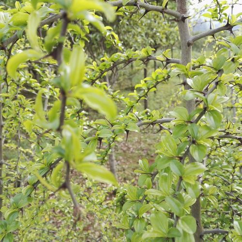 马甲子树苗刺树苗铁篱笆鸟不站刺苗果园围栏绿篱防护隔离树1000棵