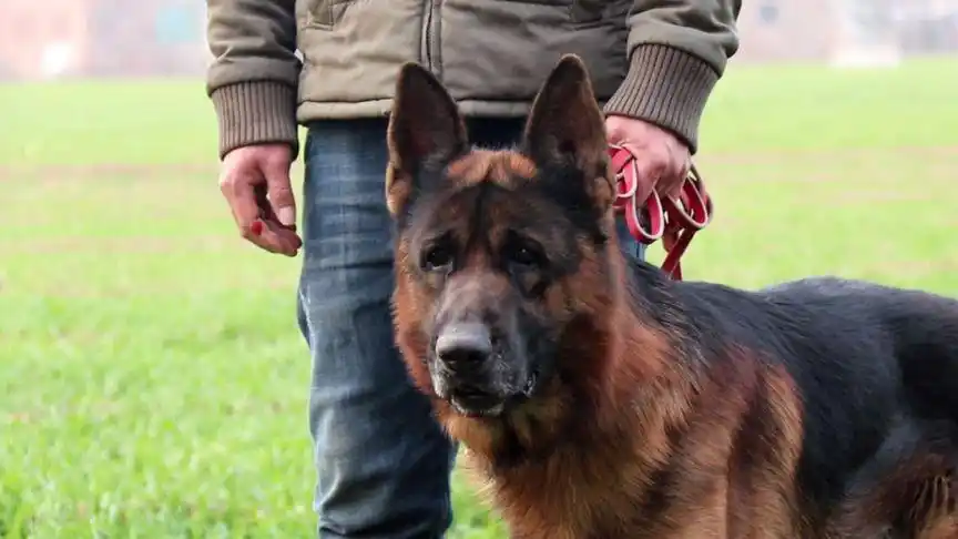 农村小伙浅谈冬季喂犬的注意事项狼王福尔博凯瑞做模特粉丝说漂亮