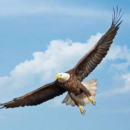 高傲的雄鹰头像