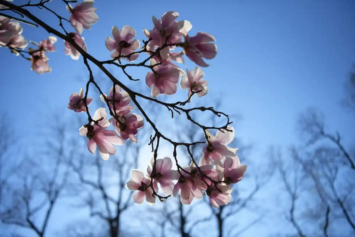 伊斯坦布尔春花盛开