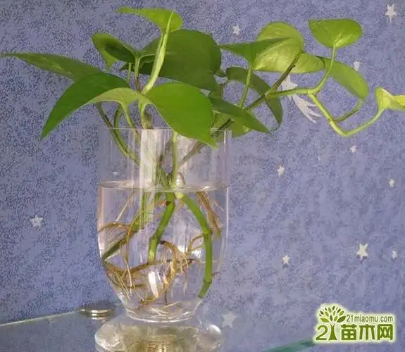 绿萝这么水培扦插很快能长出的枝条