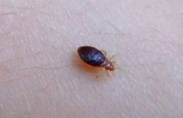 臭虫怕什么东西