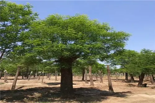 邓州现在合欢树哪里多哪里便宜电话在线咨询