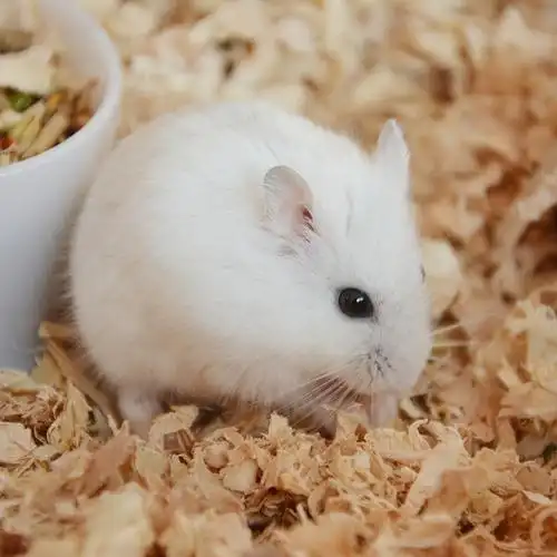 330仓鼠馆仓鼠活物已打疫苗三线仓鼠银狐老鼠宠物鼠小仓萌宠