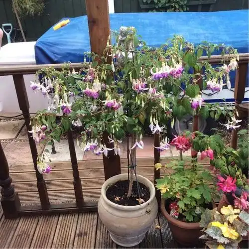 刚买的倒挂金钟盆栽如何服盆,怎么才能让它安全度夏?