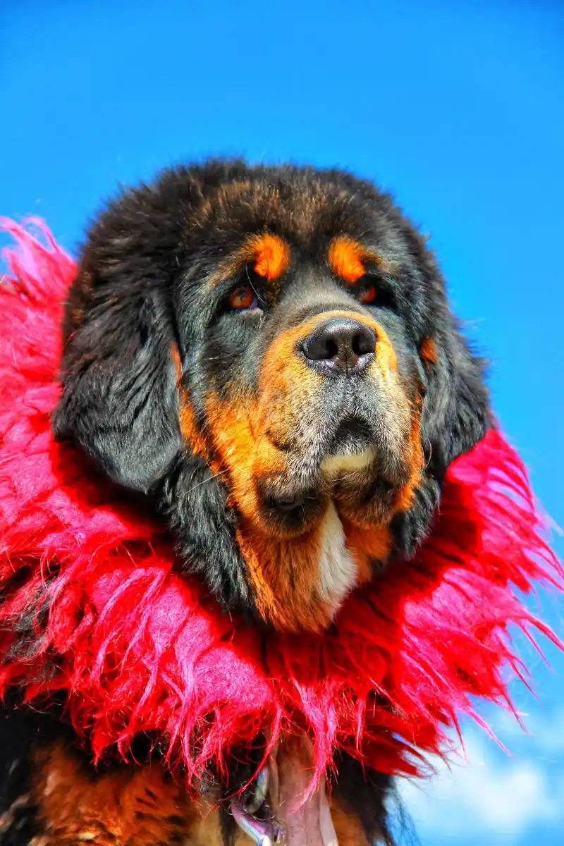 藏獒 名贵犬种,体型较大,性格凶猛.您看见这个颈部红色毛,酷 - 抖音