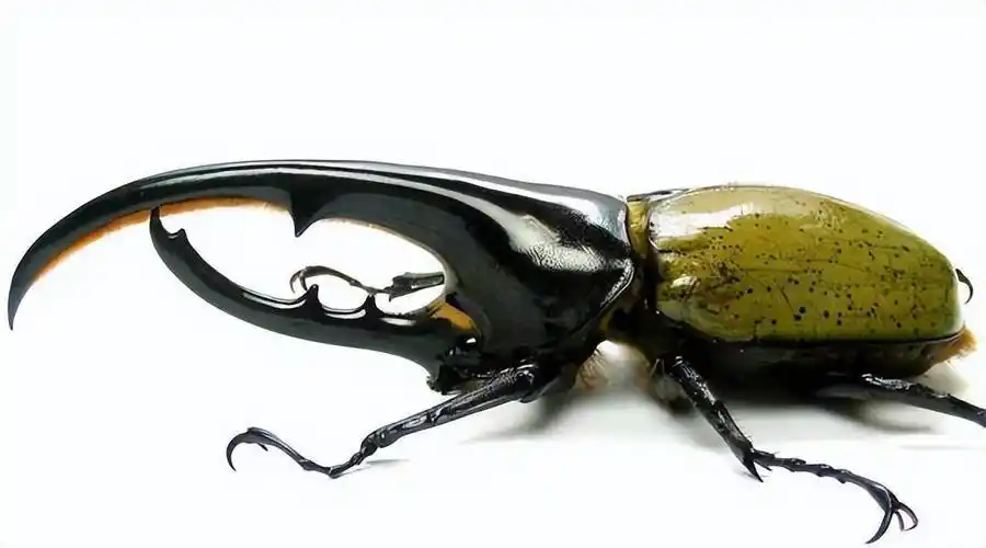 盘点自然界中15种巨型昆虫