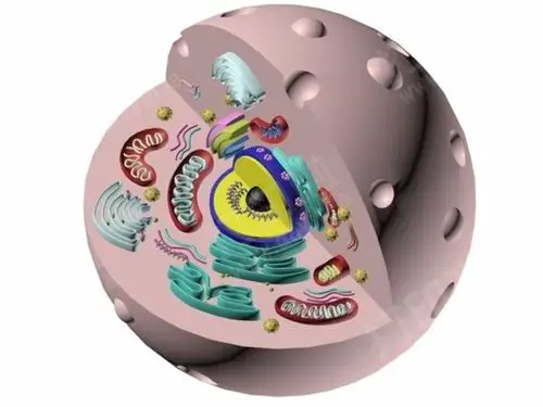 动物真核细胞模型