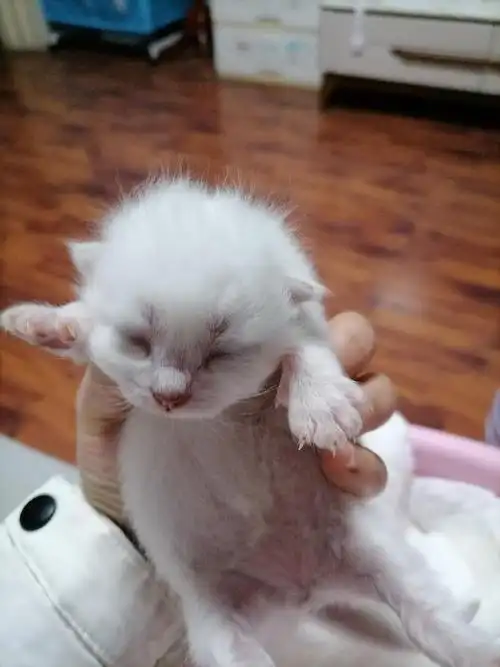 自家银点弟弟妹妹接受预订啦(父母都是纯银点),3月27日出生,现还有三