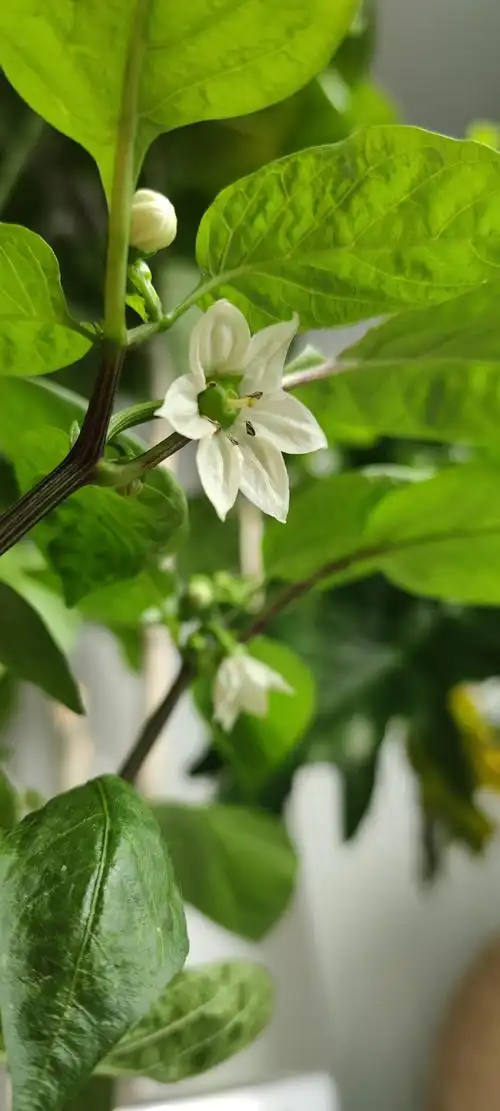 更新小辣椒冒出了脑袋