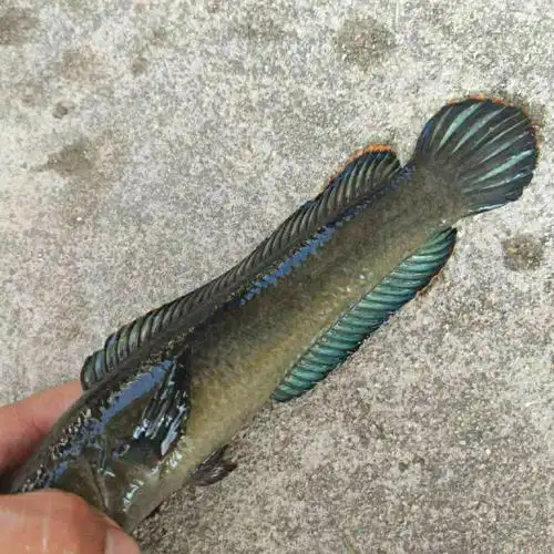 《10cm左右随机一条 观赏鱼活体雷龙冷水鱼野生南醴耐养淡水鱼彩虹