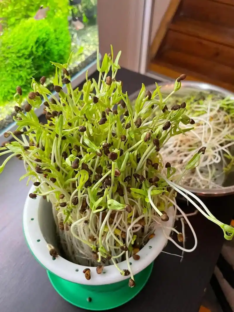 3[灵光一闪][灵光一闪][灵光一闪]空心菜芽苗菜有点失败,放的种子太多