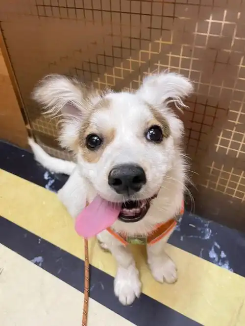 它叫草莓,小母狗,7个月,16斤多,博美各种串,通体奶白色,耳朵和眼部带