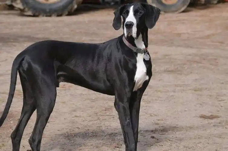 音乐无界拉一曲二胡给巨贵宝宝听