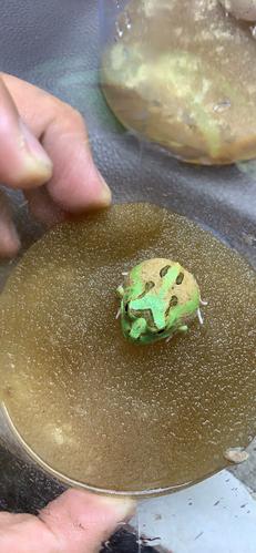 波子角蛙更新皮卡丘养大了都是绿的现在价格超值一蛙一图1到24